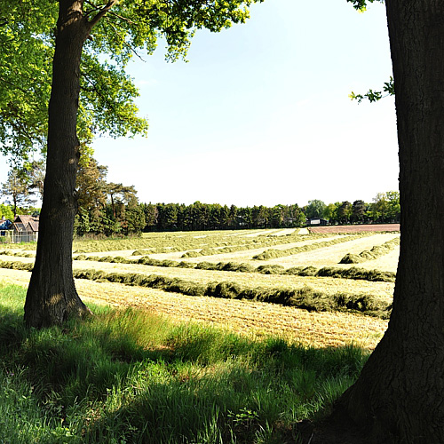Oogsten Rond De Ossenkamp