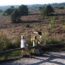 Wandelen Sallandse Heuvelrug